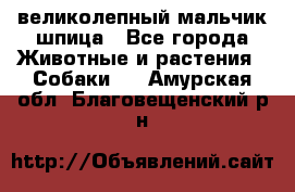 великолепный мальчик шпица - Все города Животные и растения » Собаки   . Амурская обл.,Благовещенский р-н